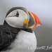 puffin_atlantic_msi_h_0863_can0689.jpg